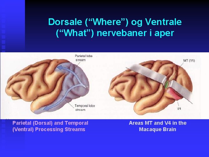 Dorsale (“Where”) og Ventrale (“What”) nervebaner i aper Parietal (Dorsal) and Temporal (Ventral) Processing