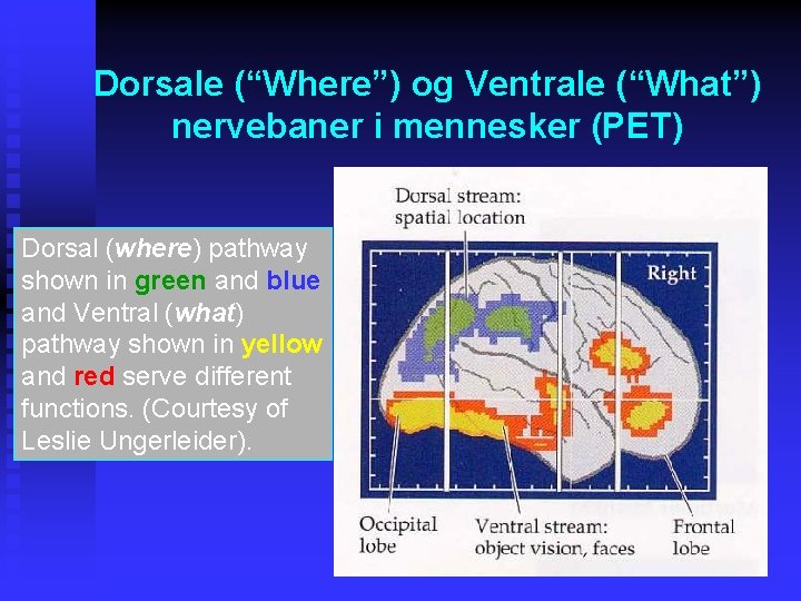 Dorsale (“Where”) og Ventrale (“What”) nervebaner i mennesker (PET) Dorsal (where) pathway shown in