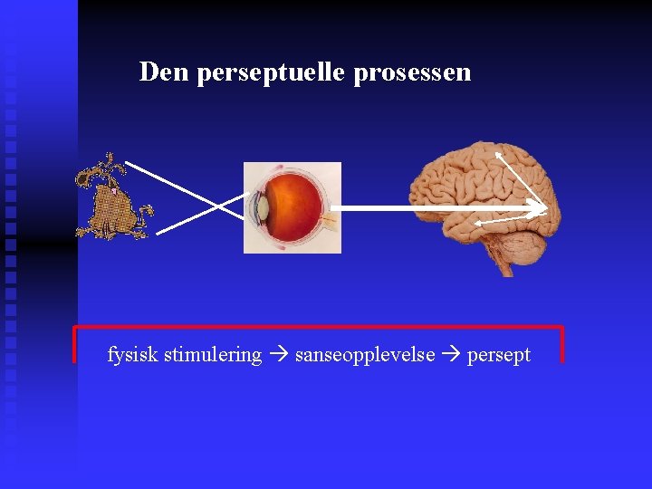 Den perseptuelle prosessen fysisk stimulering sanseopplevelse persept 