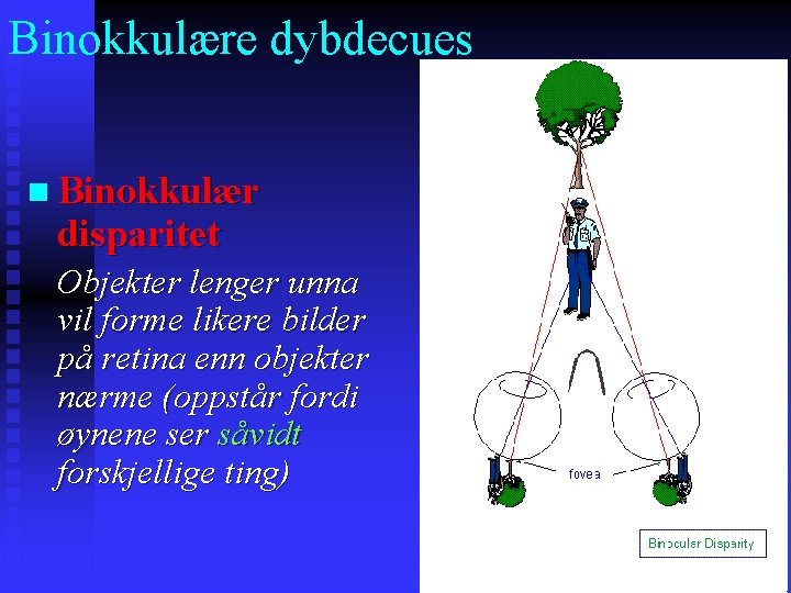 Binokkulære dybdecues n Binokkulær disparitet Objekter lenger unna vil forme likere bilder på retina