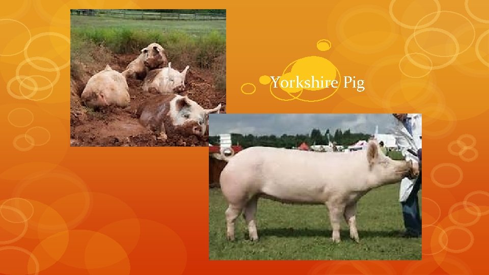 Yorkshire Pig Yorkshire Pig
