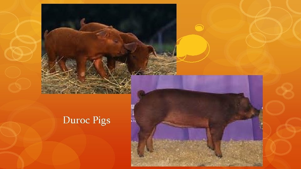 Duroc Pigs Duroc Pigs