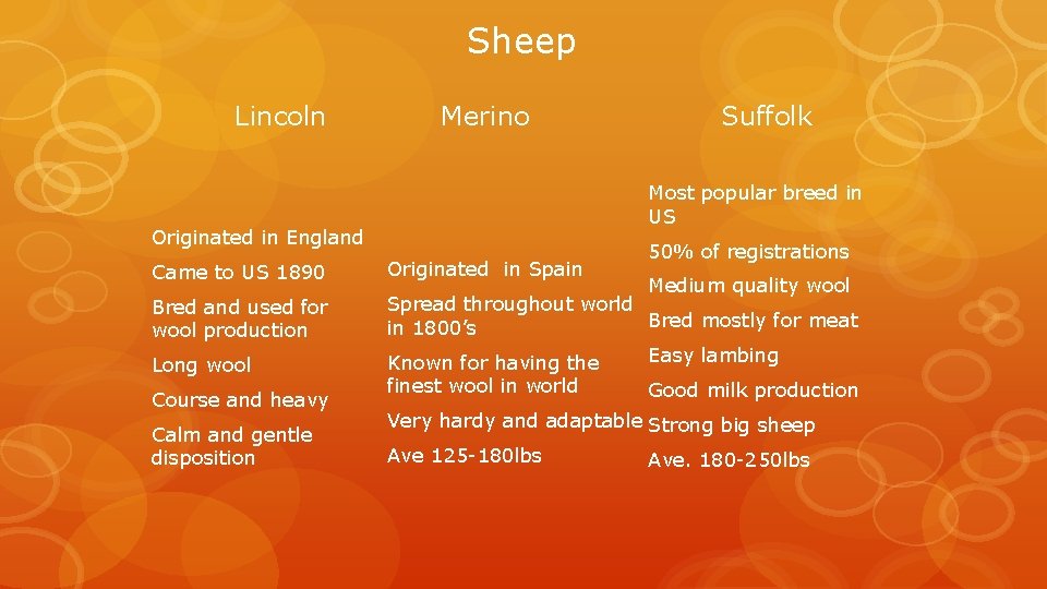 Sheep Lincoln Merino Suffolk Most popular breed in US Originated in England 50% of Sheep Lincoln Merino Suffolk Most popular breed in US Originated in England 50% of