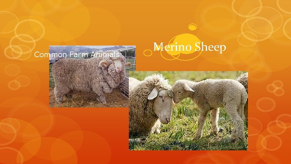 Common Farm Animals Merino Sheep Common Farm Animals Merino Sheep