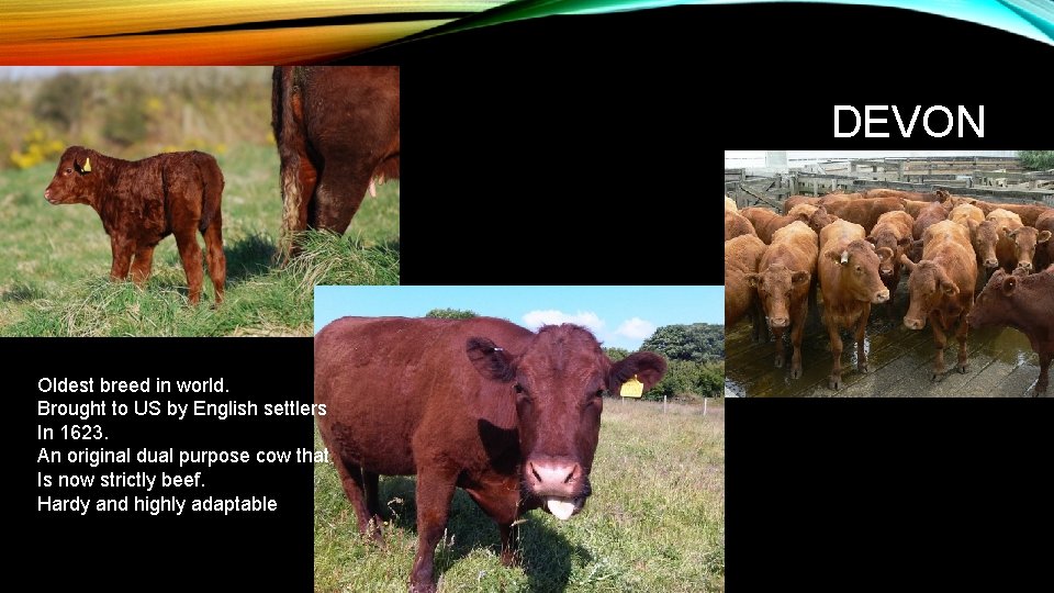 DEVON Oldest breed in world. Brought to US by English settlers In 1623. An DEVON Oldest breed in world. Brought to US by English settlers In 1623. An