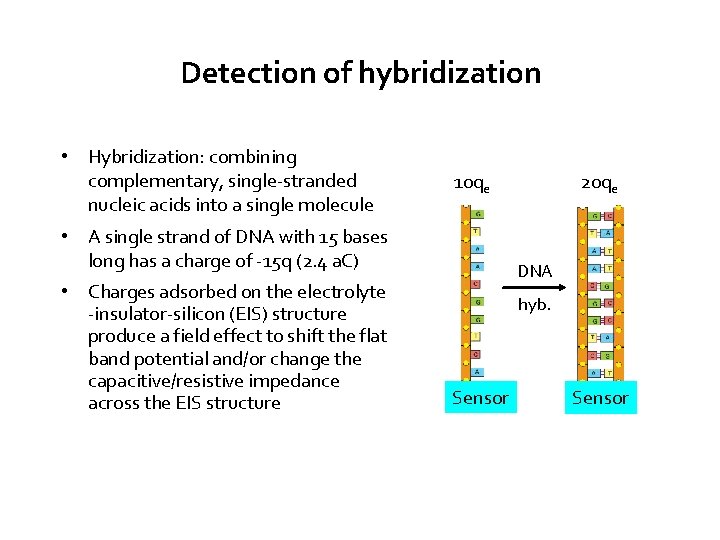 Detection of hybridization • Hybridization: combining complementary, single-stranded nucleic acids into a single molecule