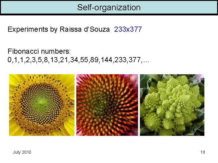Self-organization Experiments by Raissa d’Souza 233 x 377 Fibonacci numbers: 0, 1, 1, 2,