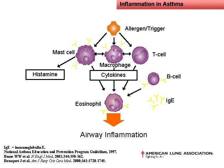 Inflammation in Asthma Allergen/Trigger Mast cell T-cell Macrophage Histamine Cytokines Eosinophil Airway Inflammation Ig.