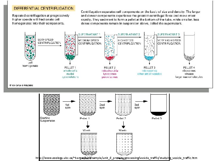http: //www. zoology. ubc. ca/~berger/b 200 sample/unit_8_protein_processing/vesicle_traffic/studying_vesicle_traffic. htm 