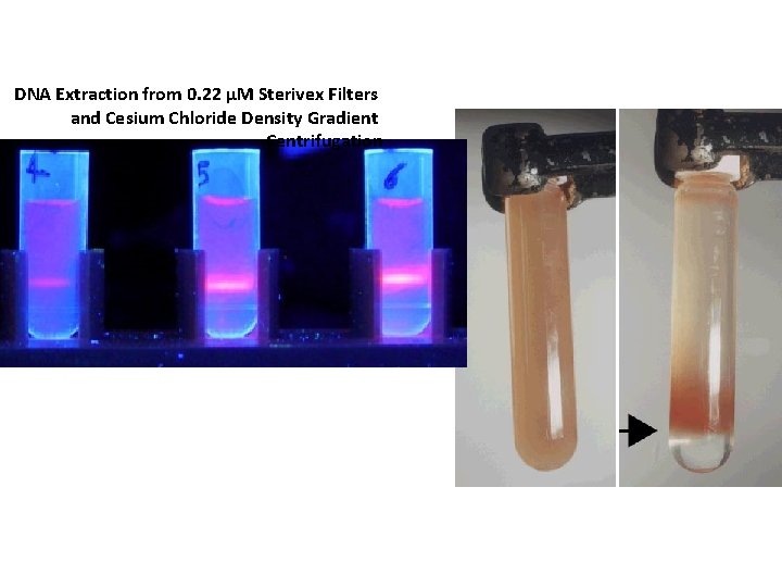 DNA Extraction from 0. 22 μM Sterivex Filters and Cesium Chloride Density Gradient Centrifugation