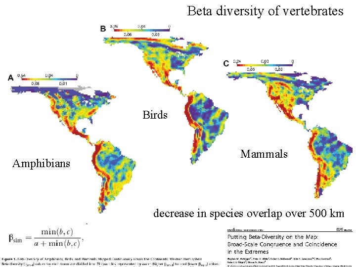 Beta diversity of vertebrates Birds Amphibians Mammals decrease in species overlap over 500 km