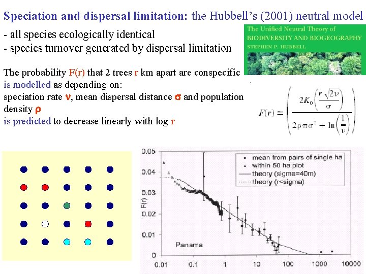 Speciation and dispersal limitation: the Hubbell’s (2001) neutral model - all species ecologically identical