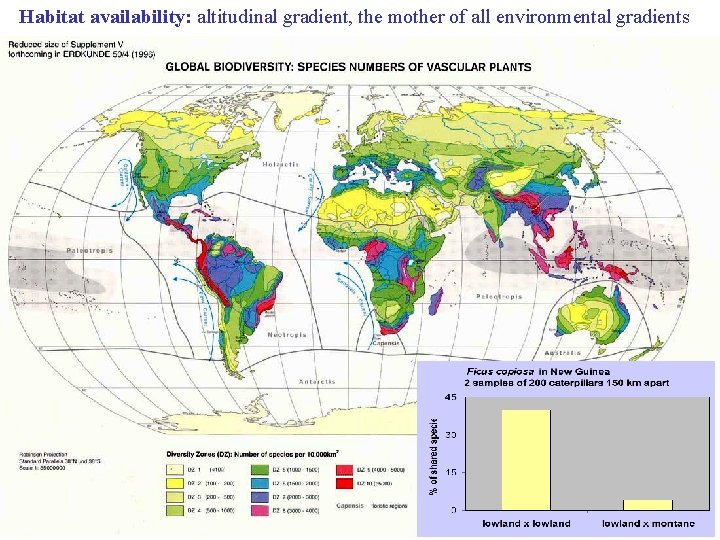 Habitat availability: altitudinal gradient, the mother of all environmental gradients 