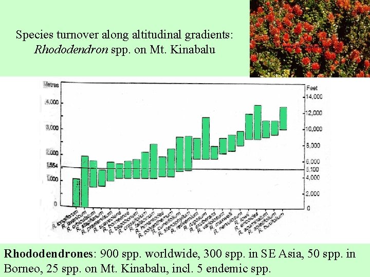 Species turnover along altitudinal gradients: Rhododendron spp. on Mt. Kinabalu Rhododendrones: 900 spp. worldwide,