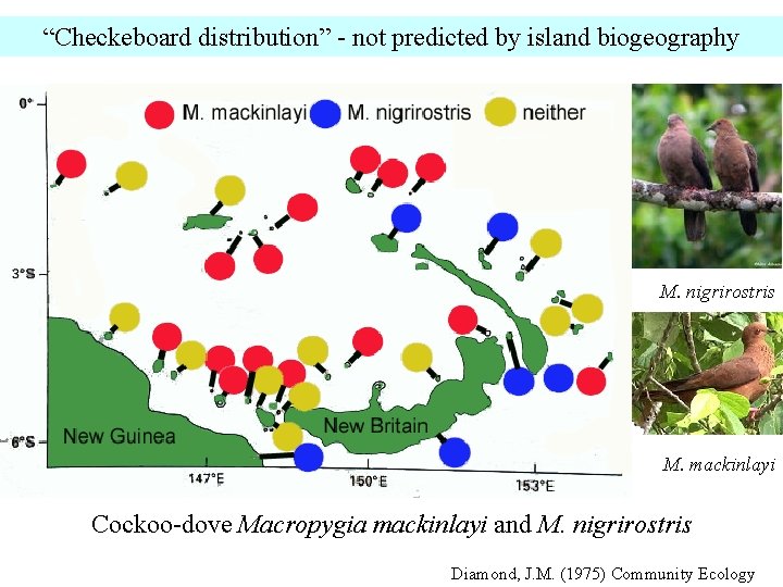 “Checkeboard distribution” - not predicted by island biogeography M. nigrirostris M. mackinlayi Cockoo-dove Macropygia