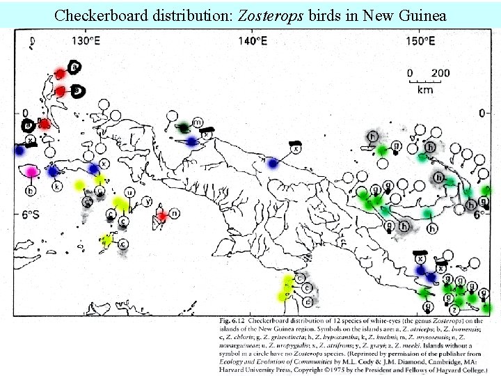 Checkerboard distribution: Zosterops birds in New Guinea 