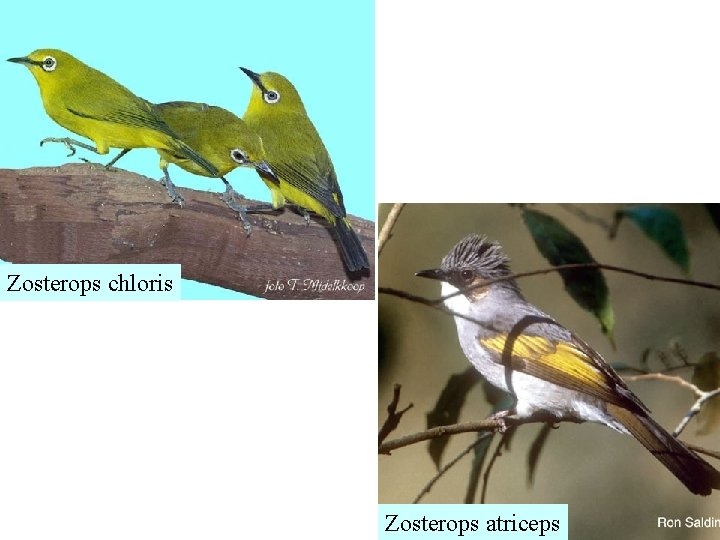 Zosterops chloris Zosterops atriceps 