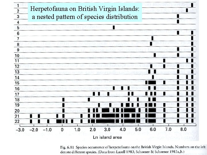 Herpetofauna on British Virgin Islands: a nested pattern of species distribution 