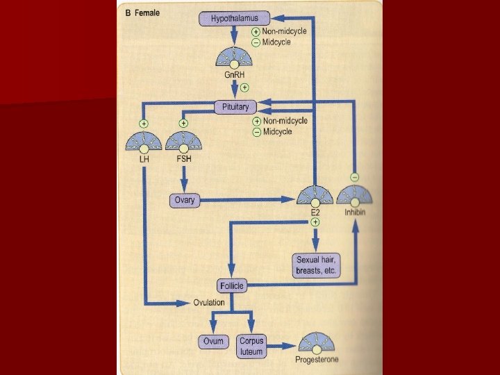 Gonad Hormones Female Prof Dr Glden Burak 2011 Biology Diagrams