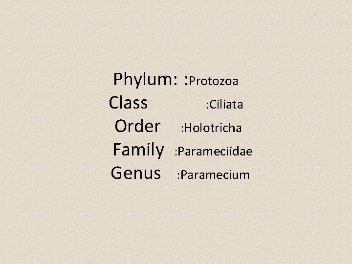  Phylum: : Protozoa Class : Ciliata Order : Holotricha Family : Parameciidae Genus