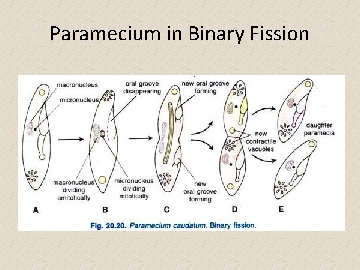 Paramecium in Binary Fission 