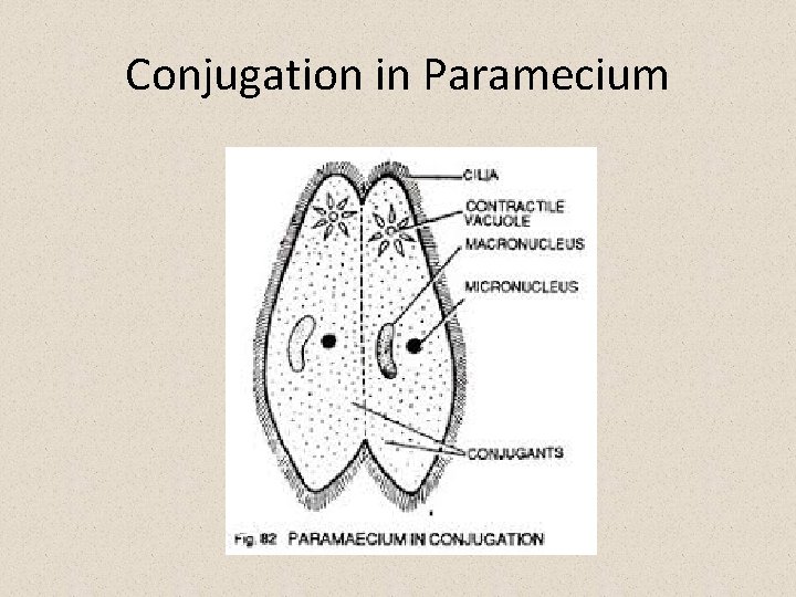 Conjugation in Paramecium 