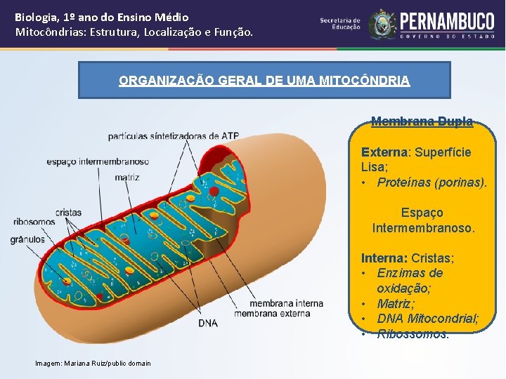 Biologia, 1º ano do Ensino Médio Mitocôndrias: Estrutura, Localização e Função. ORGANIZAÇÃO GERAL DE