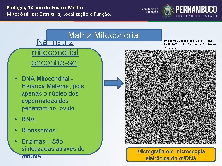 Biologia, 1º ano do Ensino Médio Mitocôndrias: Estrutura, Localização e Função. Matriz Mitocondrial Na