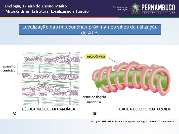 Biologia, 1º ano do Ensino Médio Mitocôndrias: Estrutura, Localização e Função. Localização das mitocôndrias