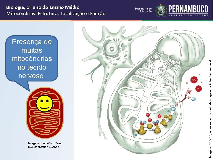 Presença de muitas mitocôndrias no tecido nervoso. Imagem: Nevit/GNU Free Documentation License Imagem: SEE-PE,