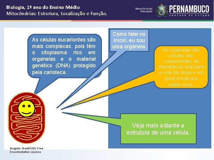 Biologia, 1º ano do Ensino Médio Mitocôndrias: Estrutura, Localização e Função. As células eucariontes