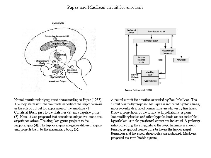 Papez and Mac. Lean circuit for emotions Neural circuit underlying emotions according to Papez