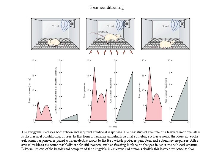 Fear conditioning The amygdala mediates both inborn and acquired emotional responses. The best studied