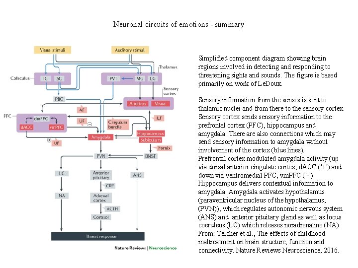 Neuronal circuits of emotions - summary Simplified component diagram showing brain regions involved in