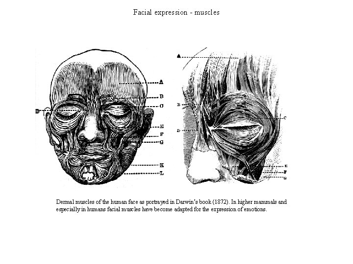 Facial expression - muscles Dermal muscles of the human face as portrayed in Darwin’s