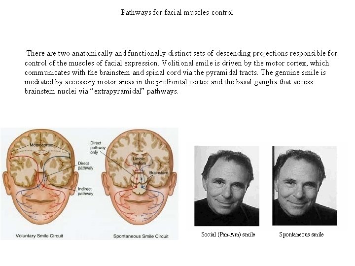 Pathways for facial muscles control There are two anatomically and functionally distinct sets of