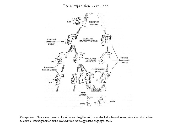 Facial expression - evolution Comparison of human expression of smiling and laughter with bared-teeth