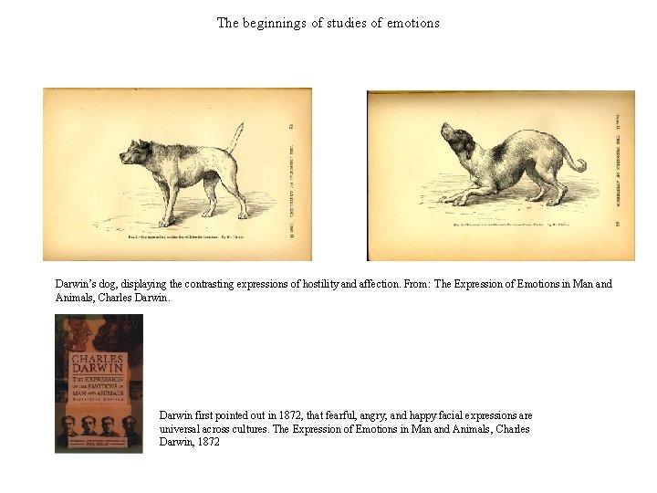 The beginnings of studies of emotions Darwin’s dog, displaying the contrasting expressions of hostility