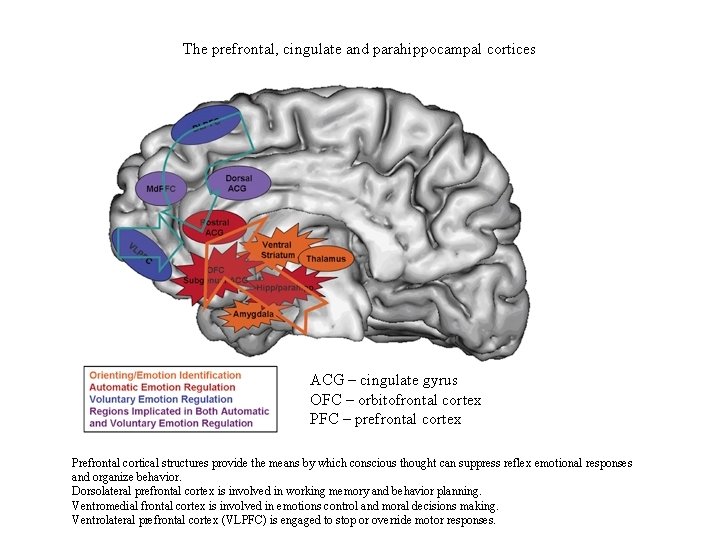The prefrontal, cingulate and parahippocampal cortices ACG – cingulate gyrus OFC – orbitofrontal cortex
