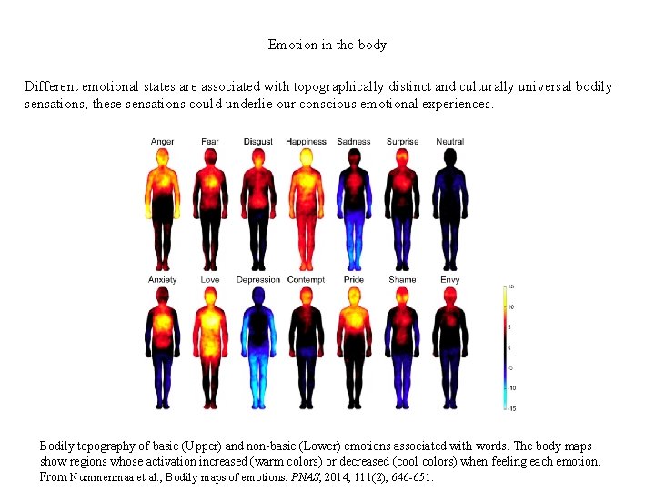 Emotion in the body Different emotional states are associated with topographically distinct and culturally