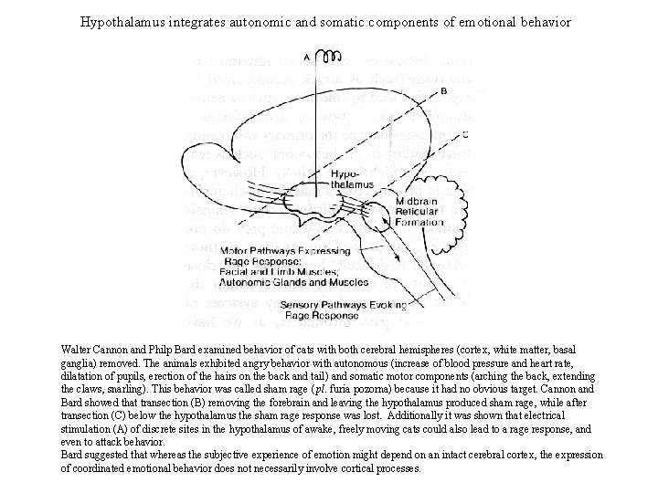 Hypothalamus integrates autonomic and somatic components of emotional behavior Walter Cannon and Philp Bard