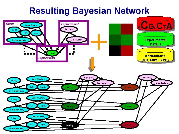 Resulting Bayesian Network Gene Experiment Gene Cluster Exp. type GCN 4 HSF Lipid Exp.