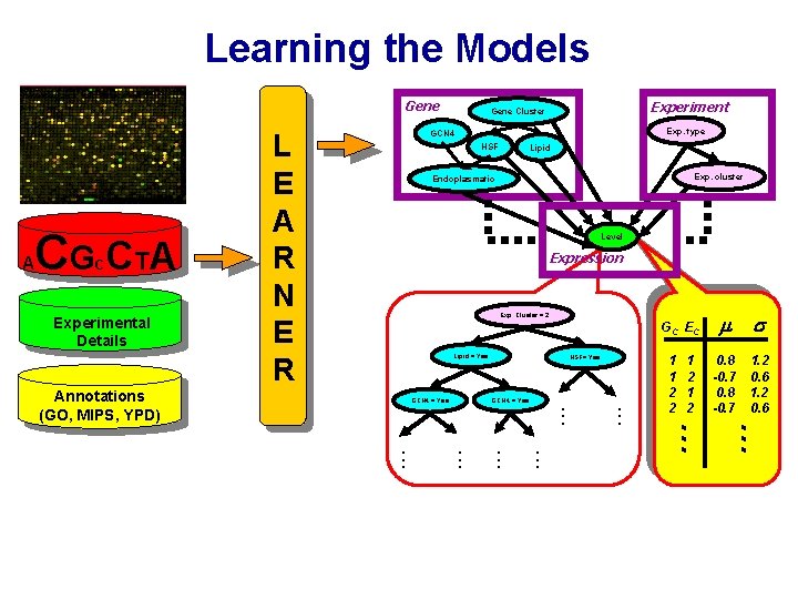 Learning the Models Gene Exp. cluster Endoplasmatic Level Expression G C EC GCN 4