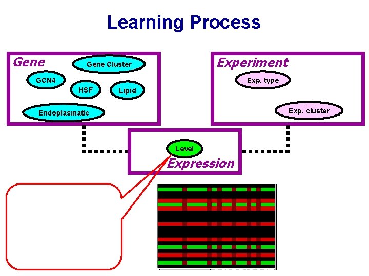 Learning Process Gene Experiment Gene Cluster GCN 4 Exp. type HSF Lipid Exp. cluster