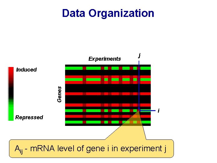 Data Organization Experiments j Genes Induced i Repressed Aij - m. RNA level of