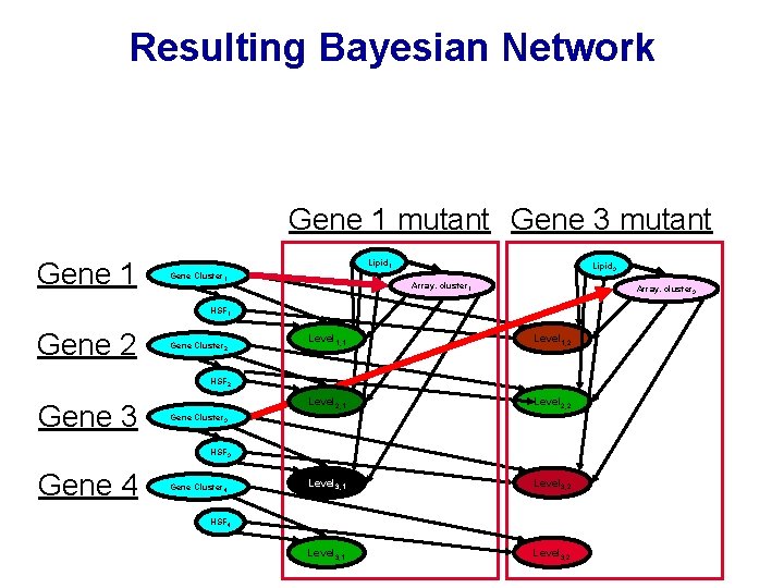 Resulting Bayesian Network Gene 1 mutant Gene 3 mutant Gene 1 Lipid 1 Gene