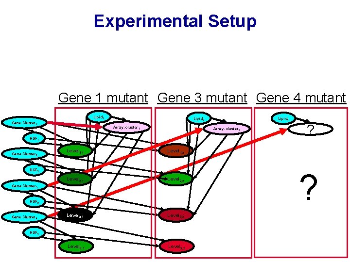 Experimental Setup Gene 1 mutant Gene 3 mutant Gene 4 mutant Lipid 1 Gene