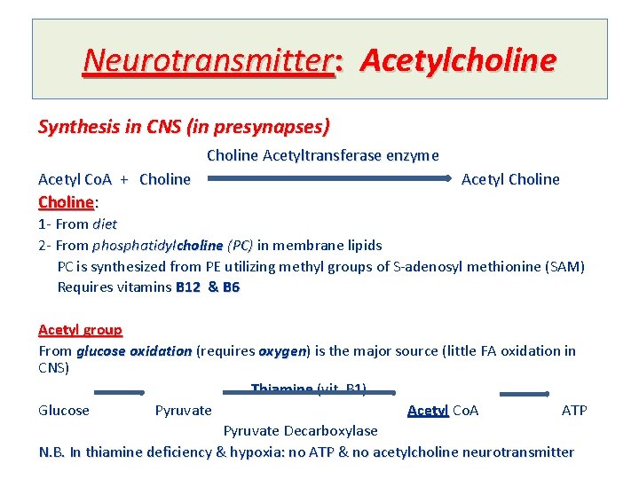 Neurotransmitter: Acetylcholine Synthesis in CNS (in presynapses) Choline Acetyltransferase enzyme Acetyl Co. A +