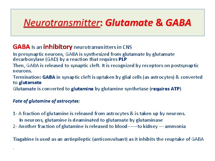Neurotransmitter: Glutamate & GABA Is an inhibitory neurotransmitters in CNS In presynaptic neurons, GABA
