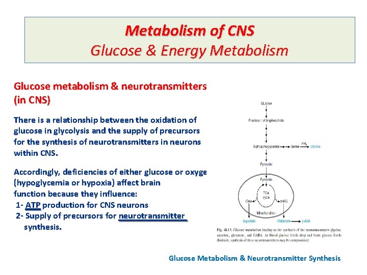Metabolism of CNS Glucose & Energy Metabolism Glucose metabolism & neurotransmitters (in CNS) There